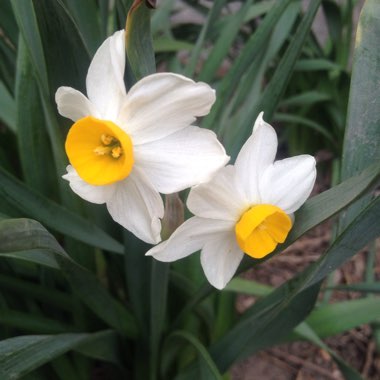 Daffodil 'Canaliculatus' (Tazetta)