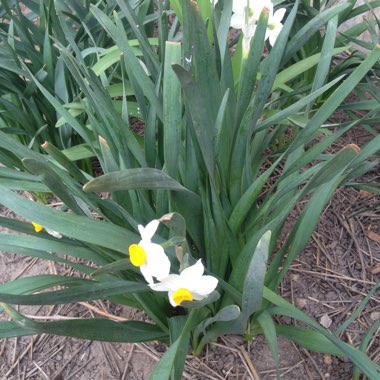 Daffodil 'Dutch Master' (Trumpet)