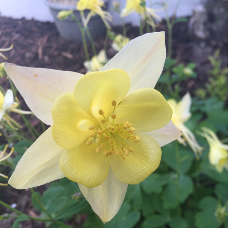 Plant image Aquilegia chrysantha