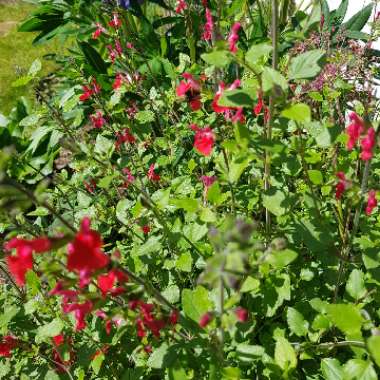 Salvia 'Hot Lips' syn. Salvia x jamensis 'Hot Lips', Salvia microphylla 'Hot Lips'