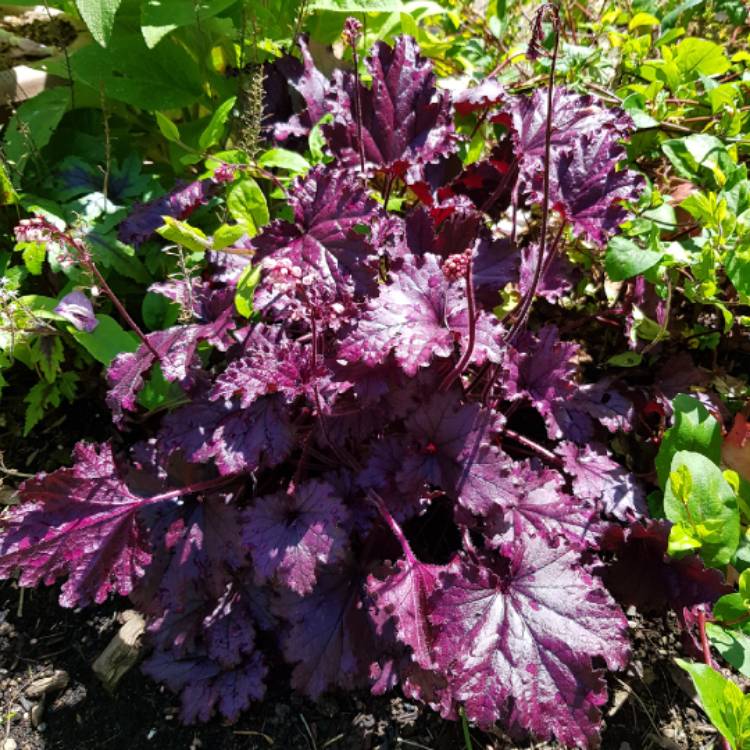 Plant image Heuchera 'Forever Purple'