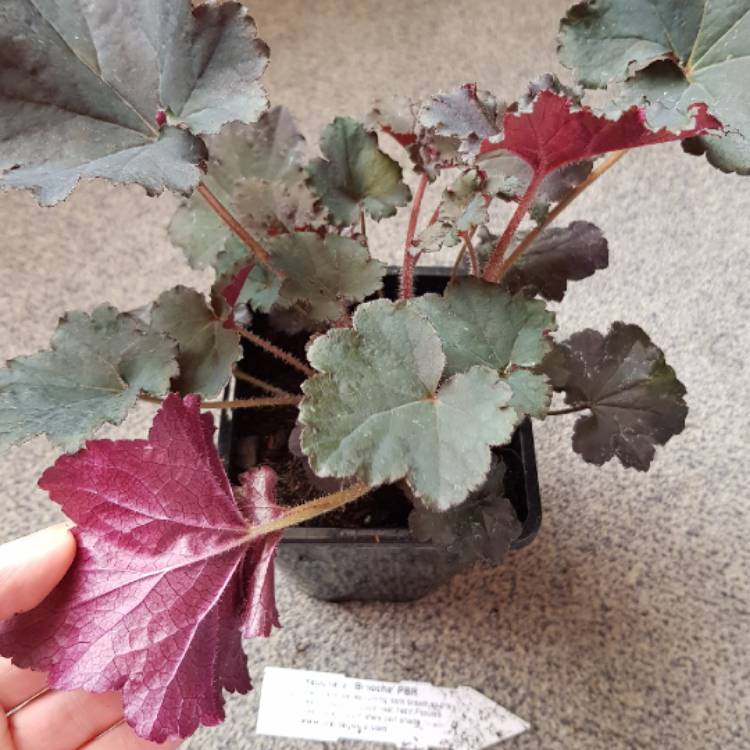 Plant image Heuchera 'Binoche'