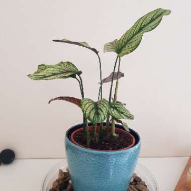 Calathea 'Whitestar'