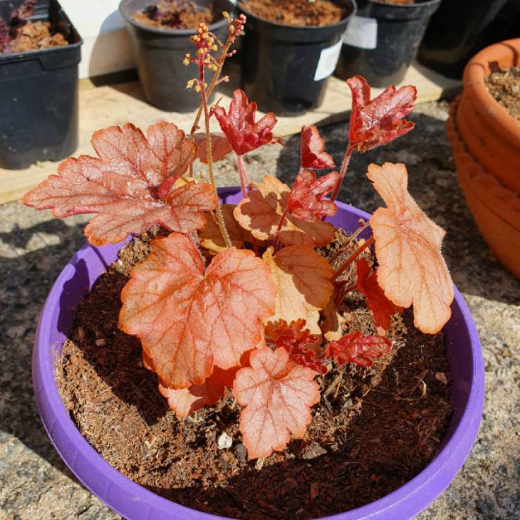 Plant image x Heucherella 'Copper Cascade'