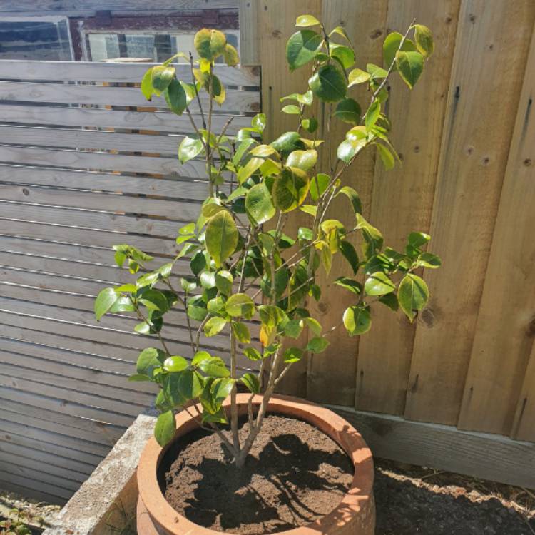 Plant image Camellia japonica 'Nobilissima'