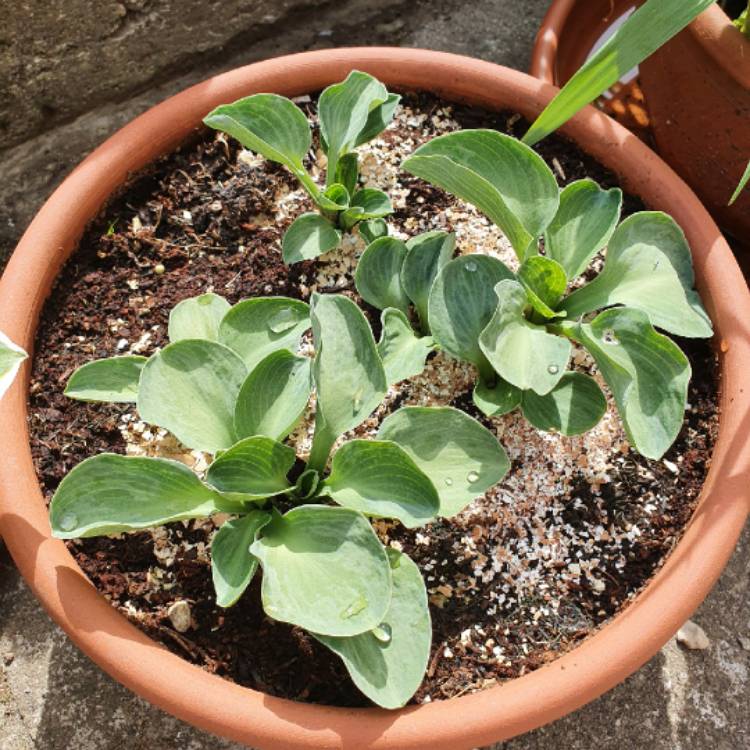 Plant image Hosta 'Blue Mouse Ears'