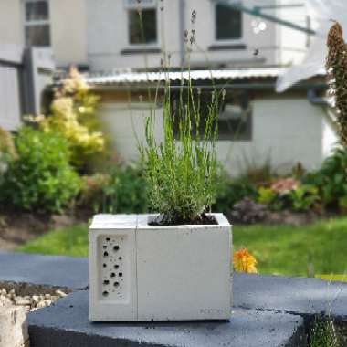 Lavandula angustifolia 'Munstead'