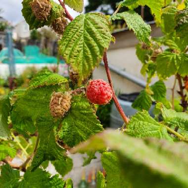 Rubus Idaeus 'Ruby Falls'