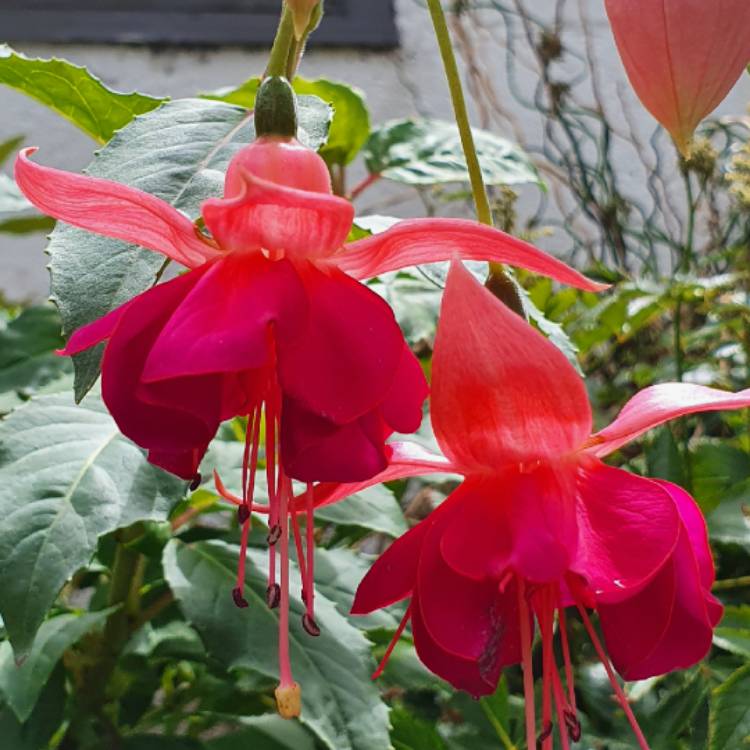 Plant image Fuchsia 'Garden News'