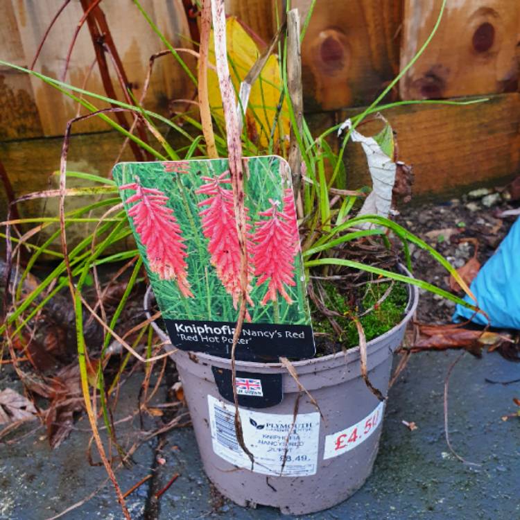 Plant image Kniphofia 'Nancy's Red'