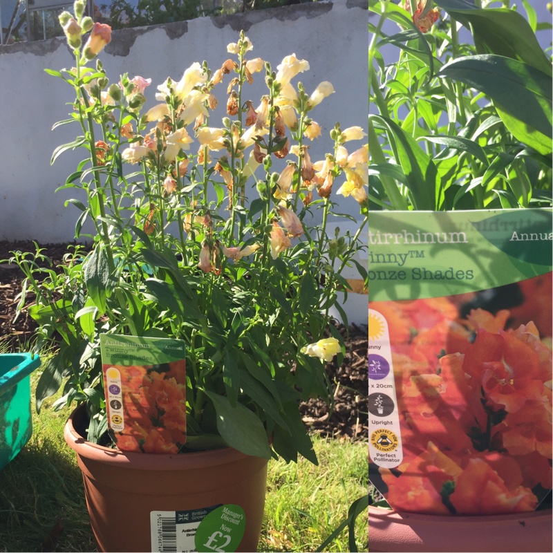 Plant image Antirrhinum 'Antirinca Bronze Apricot' (Antirinca Series)