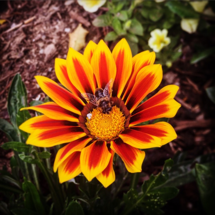 Plant image Gazania 'Daybreak Red Striped'