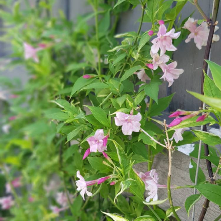 Plant image Jasminum x stephanense