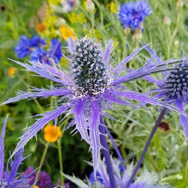 Eryngium