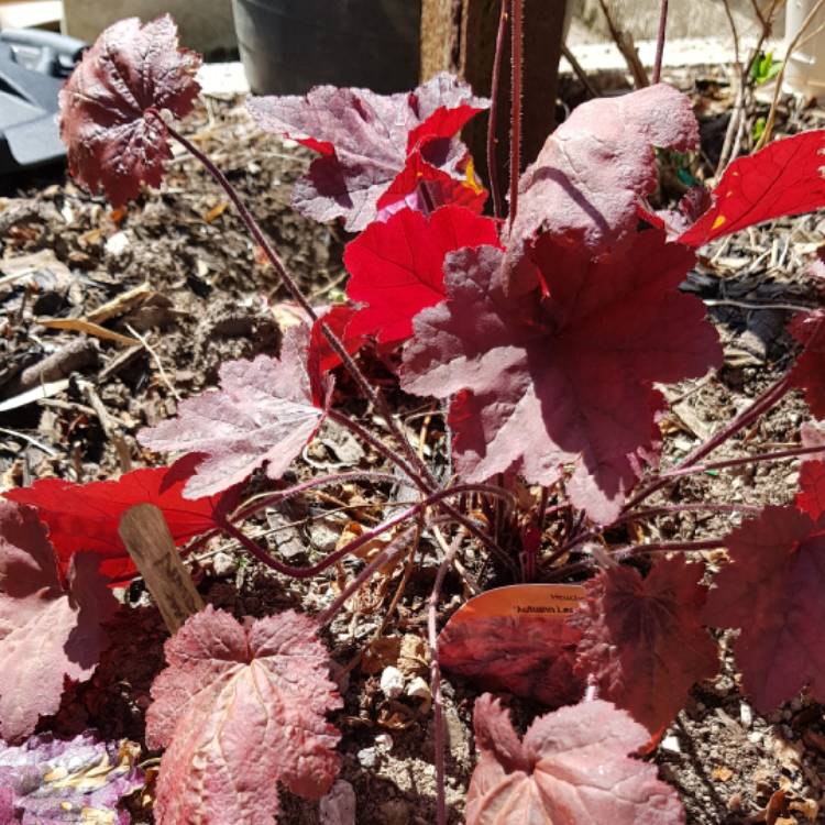 Plant image Heuchera 'Autumn Leaves'