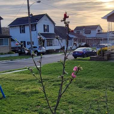 Peppermint Peach Tree