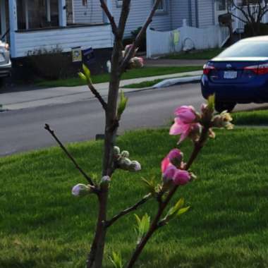 Peppermint Peach Tree