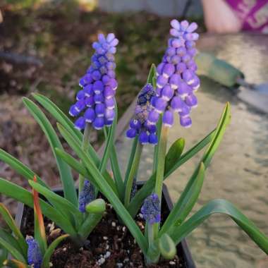 Grape Hyacinth