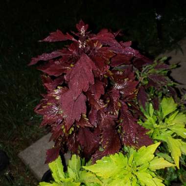 Coleus 'Burgundy Sun'