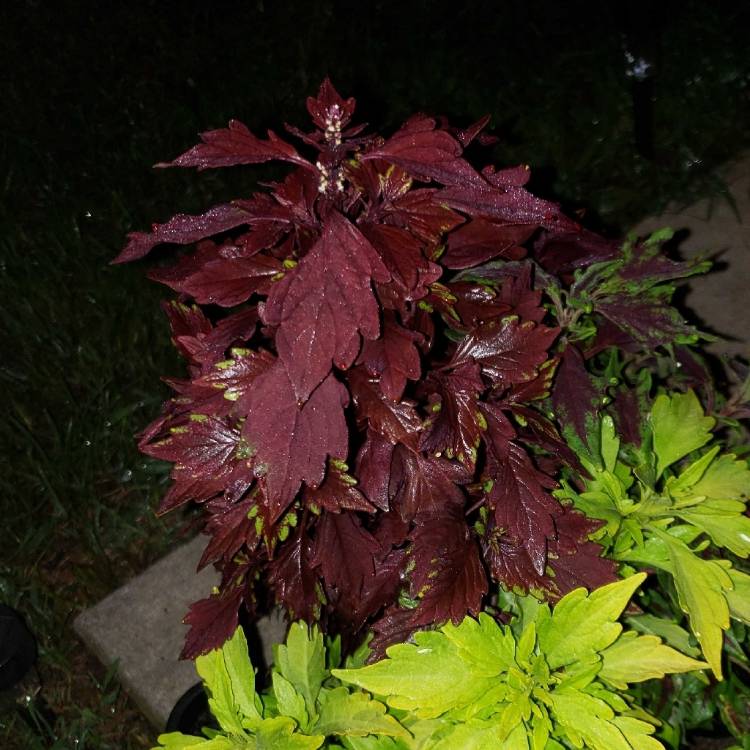 Plant image Plectranthus scutellarioides 'Burgundy Sun'