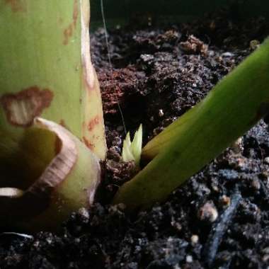 Guzmania lingulata