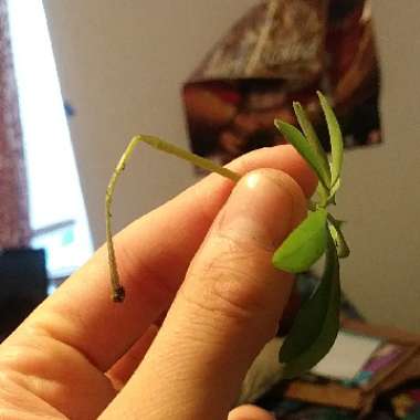 Dwarf Umbrella tree