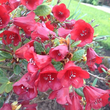 Rhododendron japonica 'Galathea'