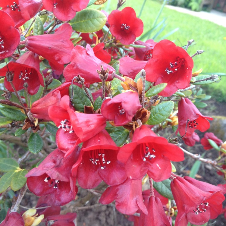 Plant image Rhododendron japonica 'Galathea'