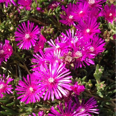 Drosanthemum Speciosum