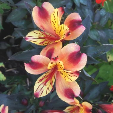 Alstroemeria 'Tesronto' (Summer Paradise Series) syn. Alstroemeria 'Indian Summer'