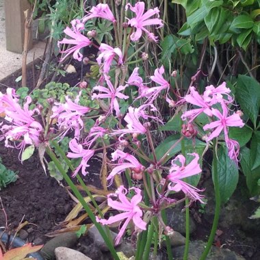 Nerine bowdenii