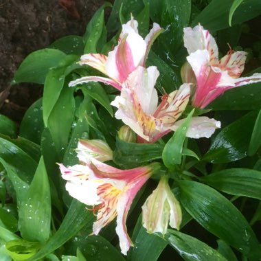 Alstroemeria