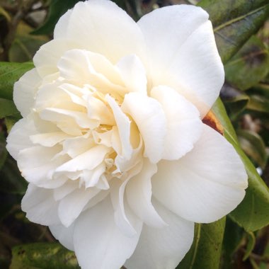 Camellia japonica 'Silver Anniversary'