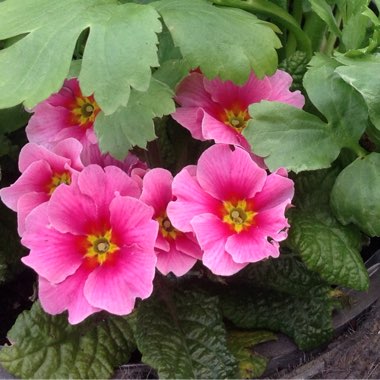 Primula