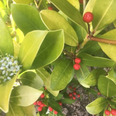 Skimmia japonica