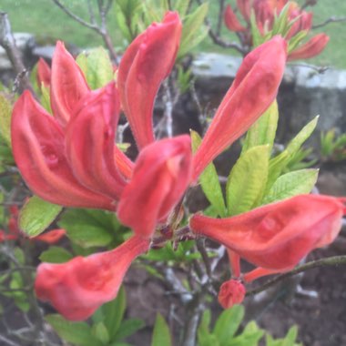 Rhododendron 'Orange Beauty'