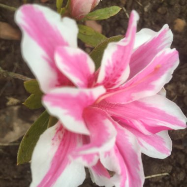 Rhododendron 'Melle'