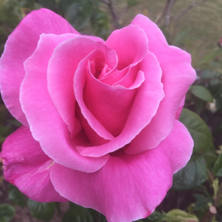 Plant image Rosa 'Bucbi' syn. Rosa 'Carefree Beauty', Rosa 'Audace', Rosa 'Katy Road Pink'