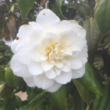 Camellia japonica 'Silver Anniversary'