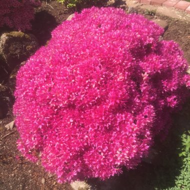 Rhododendron  (Azalea Varieties)