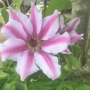 Clematis 'Nelly Moser'