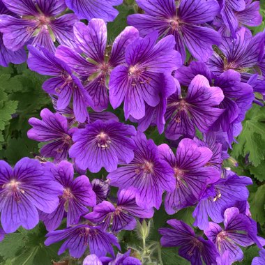 Geranium x johnsonii 'Johnson's Blue'