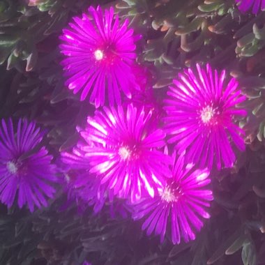 Drosanthemum Speciosum