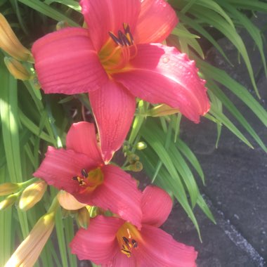 Hemerocallis