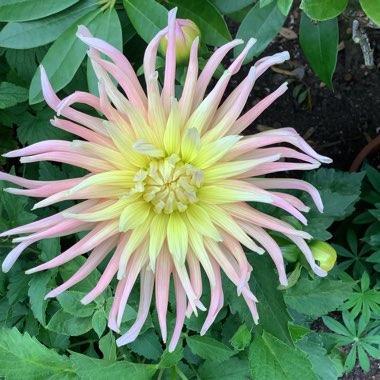 Dahlia 'Apricot Star'