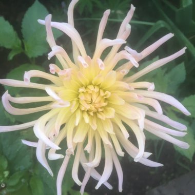 Dahlia 'Apricot Star'