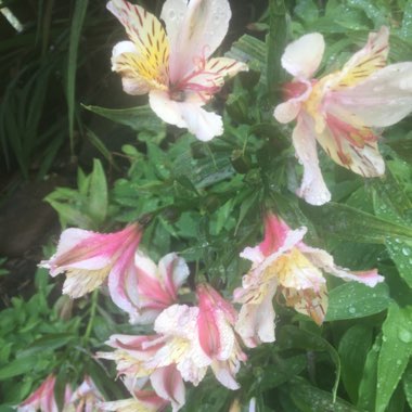 Alstroemeria