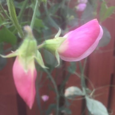 Lathyrus odoratus 'Strawberry Sundae'