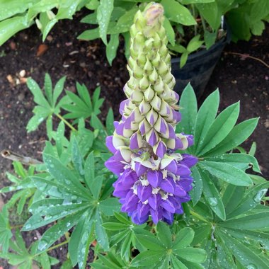 Lupinus