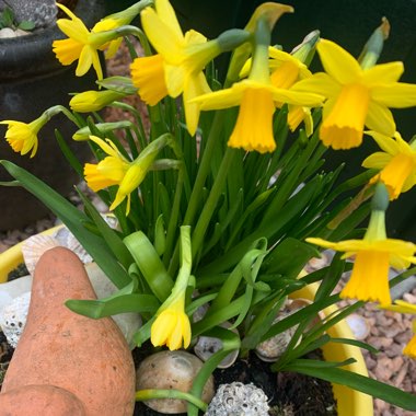 Narcissus 'Tête-à-Tête'